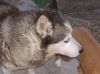 Marco_Antonio_-_Gray___Nora_(31-7-08)_018.jpg
