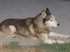 Marco_Antonio_-_Gray___Nora_(31-7-08)_024.jpg