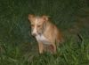 Marco_Antonio_-_Gray___Nora_(31-7-08)_029.jpg