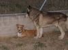 Marco_Antonio_-_Gray___Nora_(31-7-08)_031.jpg
