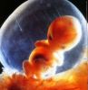 Filename=12wk.jpg
Filesize=11KB
Dimensions=200x205
Date added=Oct 04, 2006 12wk.jpg
