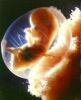 Filename=16wk3.jpg
Filesize=9KB
Dimensions=180x221
Date added=Oct 04, 2006 16wk3.jpg