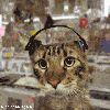 Filename=cat_(1).gif
Filesize=115KB
Dimensions=280x280
Date added=Oct 19, 2006 cat_(1).gif