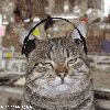 Filename=cat_(5).gif
Filesize=239KB
Dimensions=280x280
Date added=Oct 19, 2006 cat_(5).gif